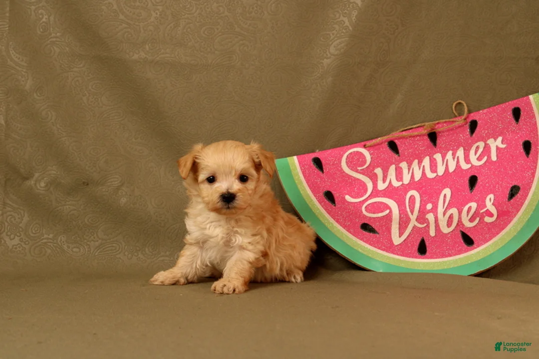 Maltipoo dogs for sale: Isaiah - Ad 1