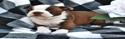 Boston Terrier dogs for sale: Brady - Ad 3