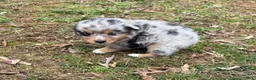 Australian Shepherd dogs for sale: Tinker Bell - Ad 2