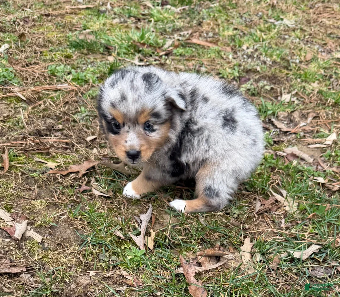 Australian Shepherd dogs for sale: Tinker Bell - Ad 2