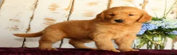 Golden Retriever dogs for sale: Sadie  - Ad 5