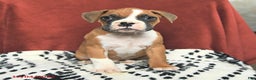 Boxer dogs for sale: Santa Paws - Ad 2