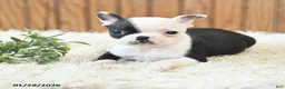 Boston Terrier dogs for sale: Misha - Ad 4