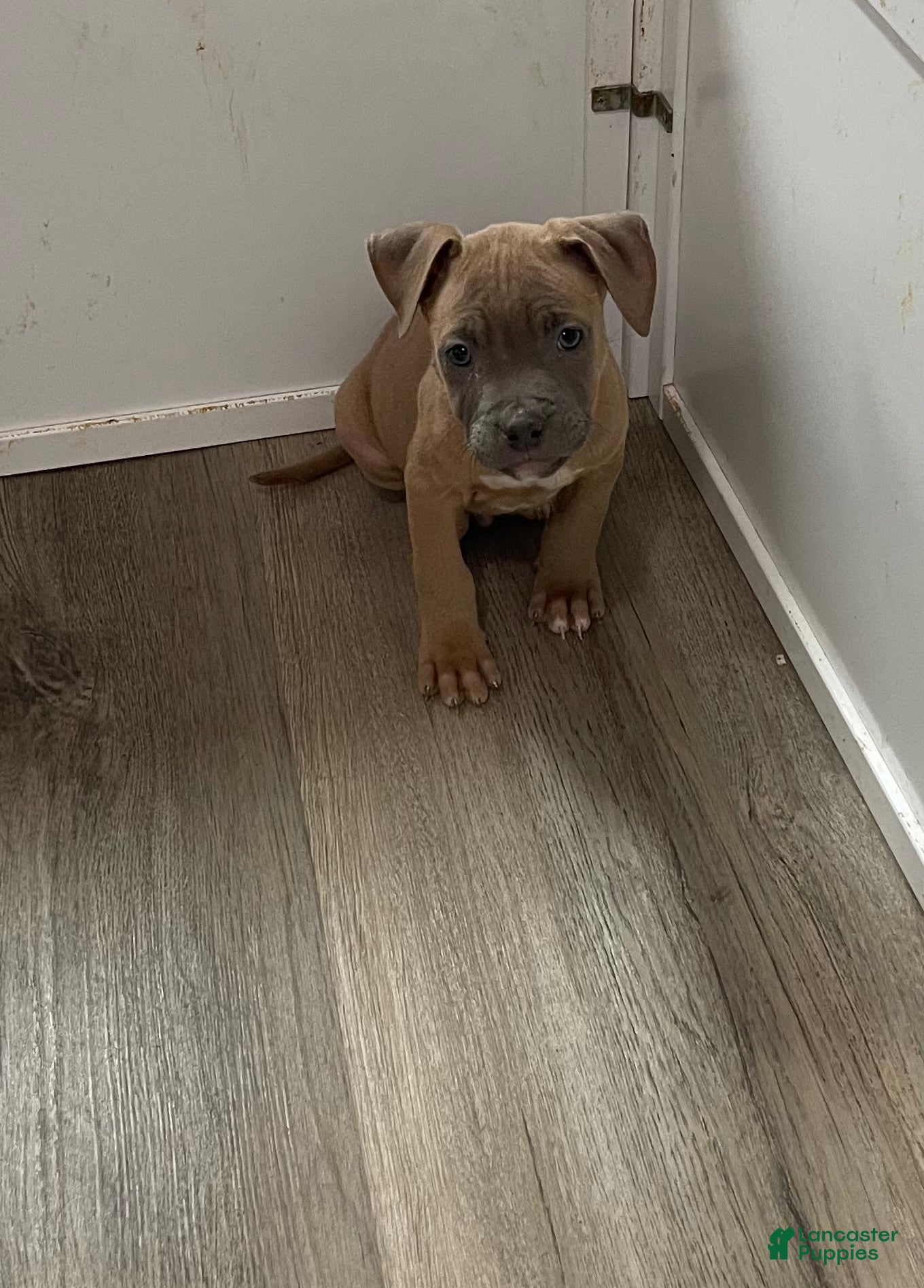 American Pit Bull Terrier dogs American Pit Bull Terrier Puppy 3 - Ad 14