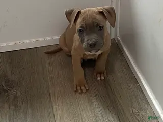 American Pit Bull Terrier dogs American Pit Bull Terrier Puppy 3 - Ad 19