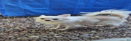 Chihuahua dogs for sale: Maybe - Ad 3