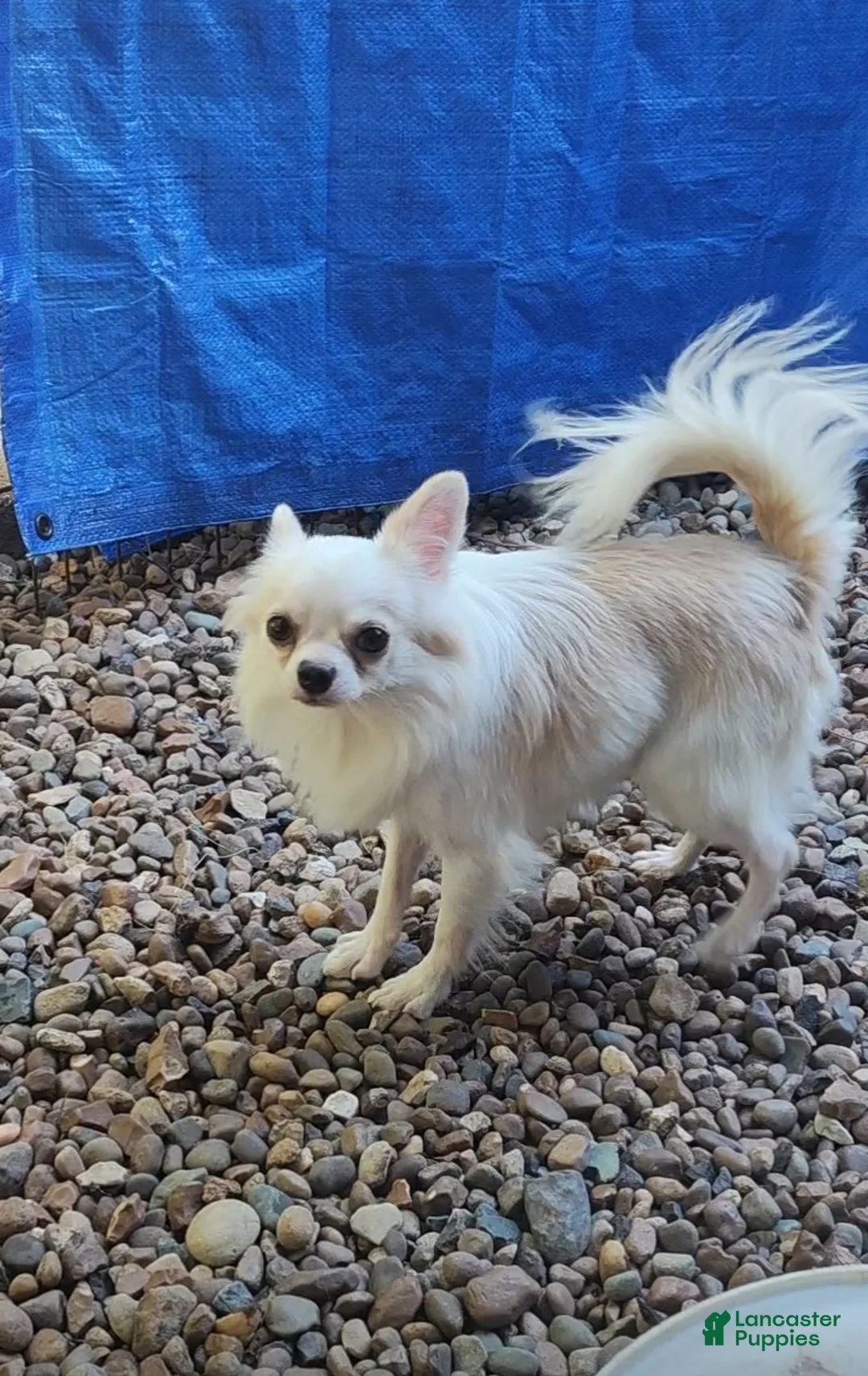 Chihuahua dogs for sale: Maybe - Ad 3