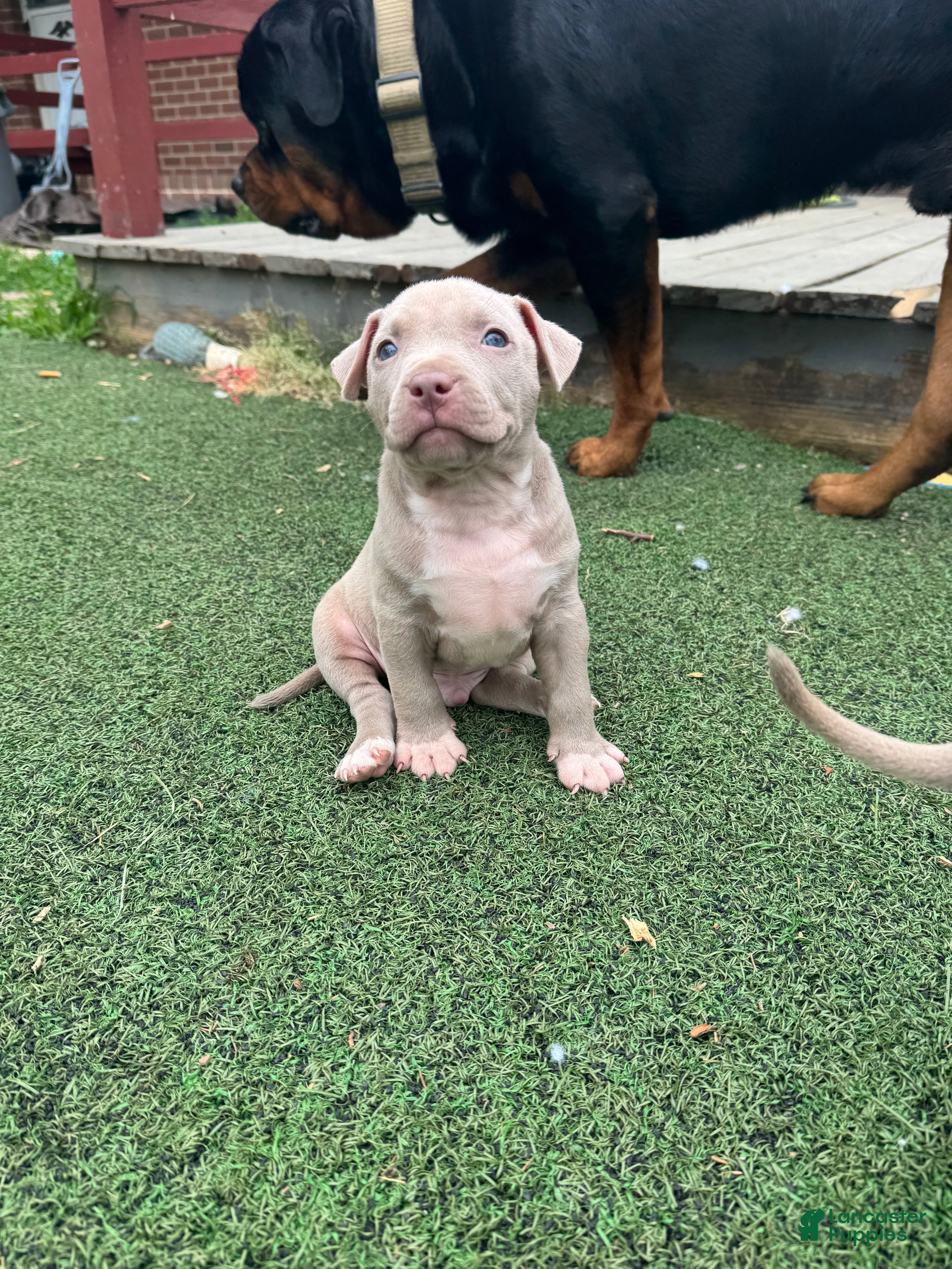 Mixed Breed dogs Vito - Ad 1