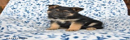 German Shepherd dogs for sale: Lucky - Ad 1