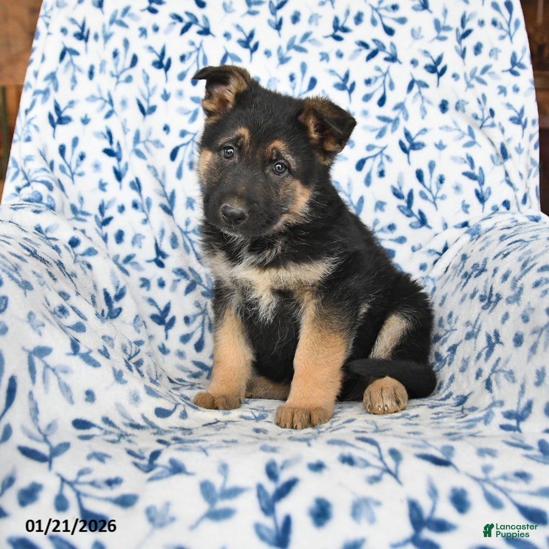 German Shepherd dogs for sale: Lucky - Ad 1