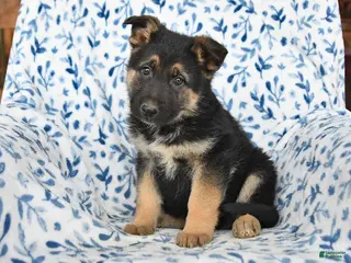 German Shepherd dogs Lucky - Ad 17