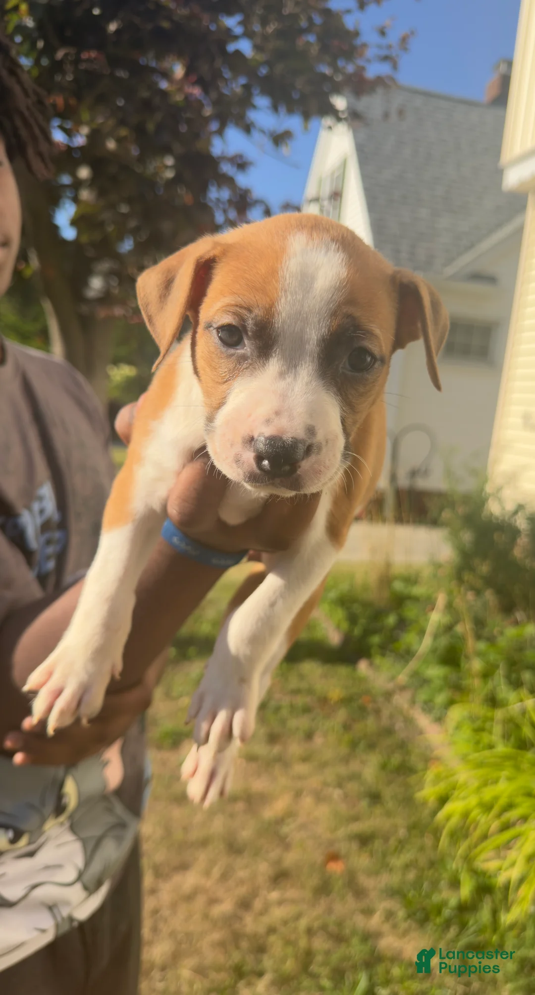 American Pit Bull Terrier dogs for sale: Penie (girl)  - Ad 1