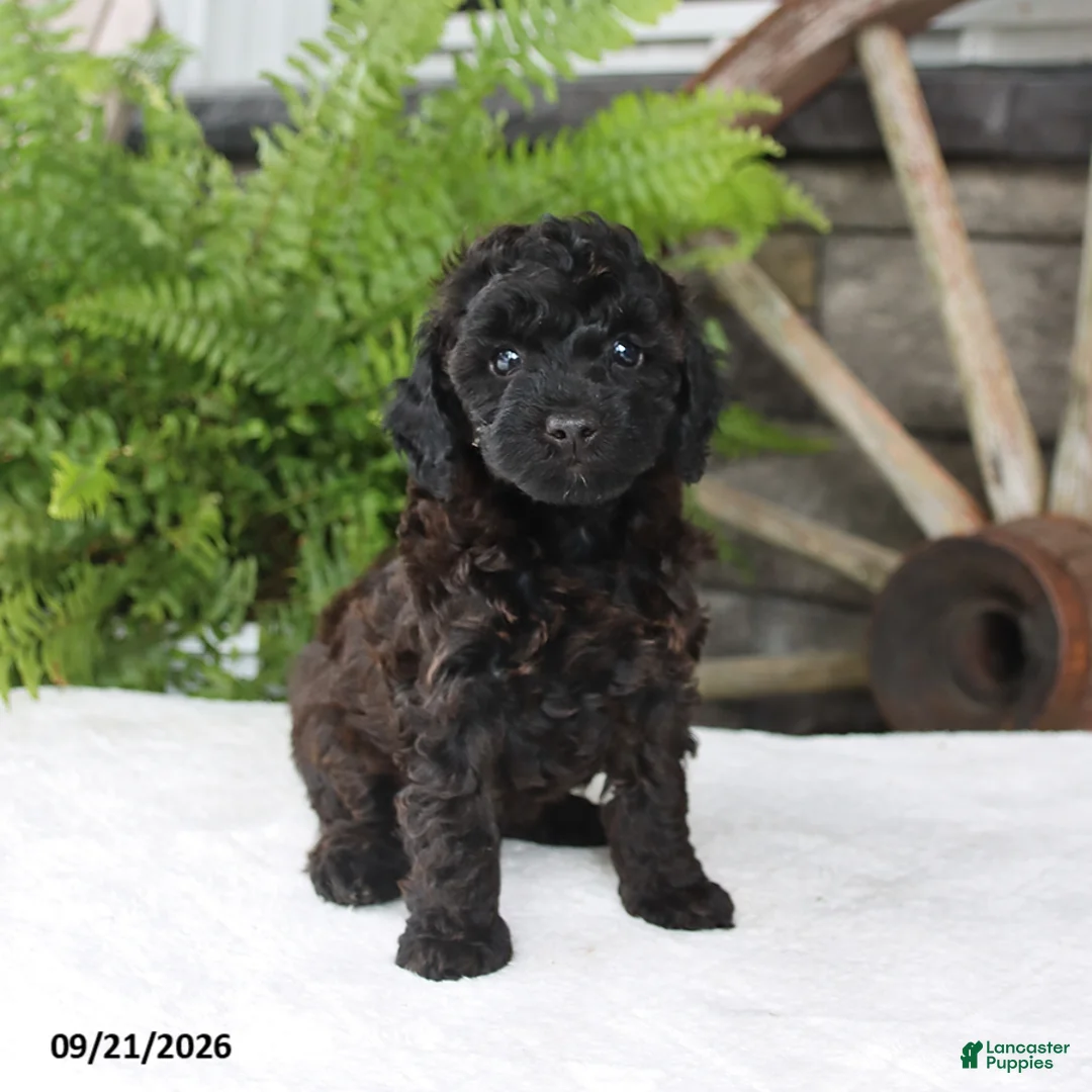 Toy Poodle dogs for sale: Pepper - Ad 3