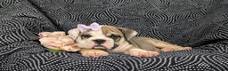 Olde English Bulldogge dogs for sale: Ginger - Ad 6