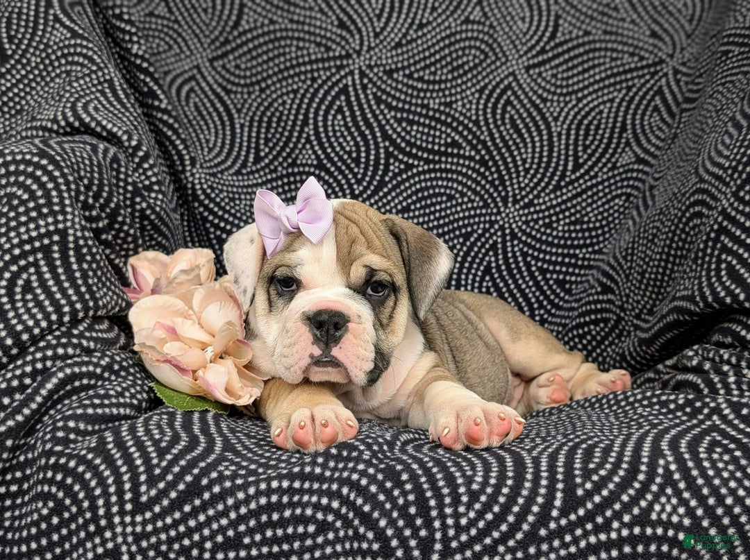 Olde English Bulldogge dogs for sale: Ginger - Ad 6