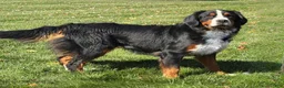 Mini Bernedoodle dogs for sale: Hendrix - Ad 5