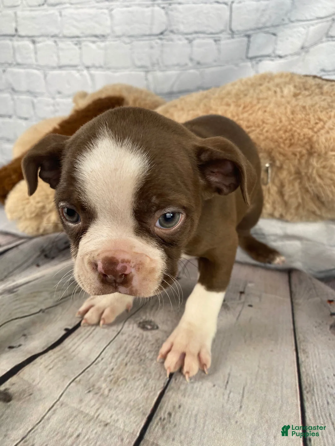 Boston Terrier dogs for sale: Willow - Ad 2