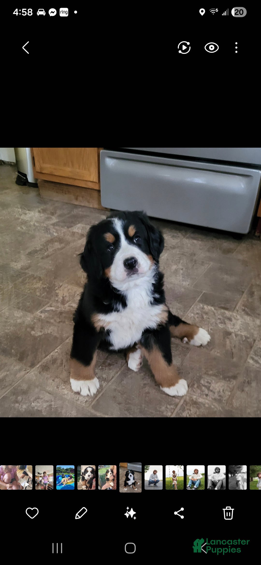 Bernese Mountain Dog dogs Bernese Mountain Dog Puppy 5 - Ad 2