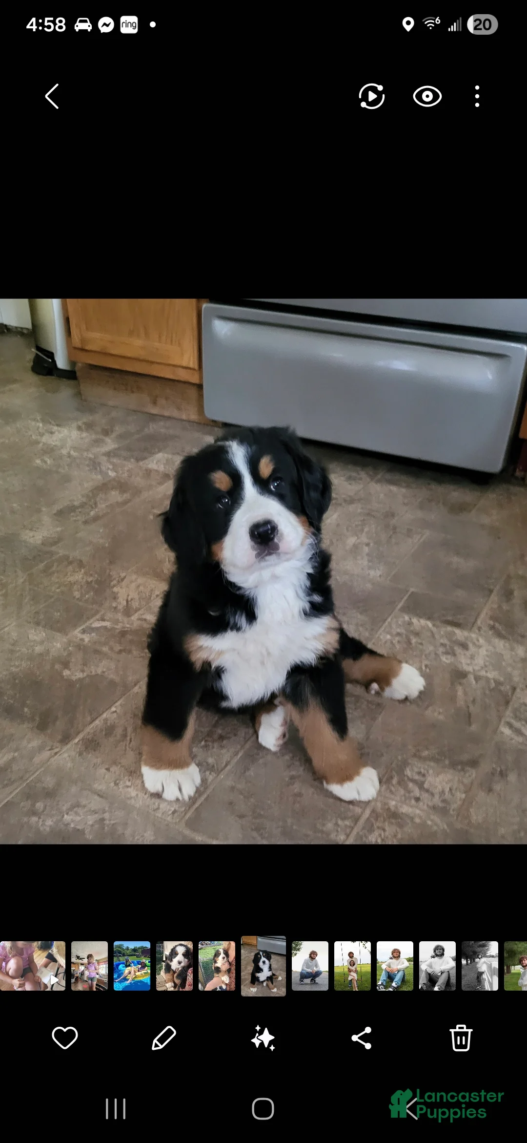 Bernese Mountain Dog dogs for sale: Bernese Mountain Dog Puppy 5 - Ad 2