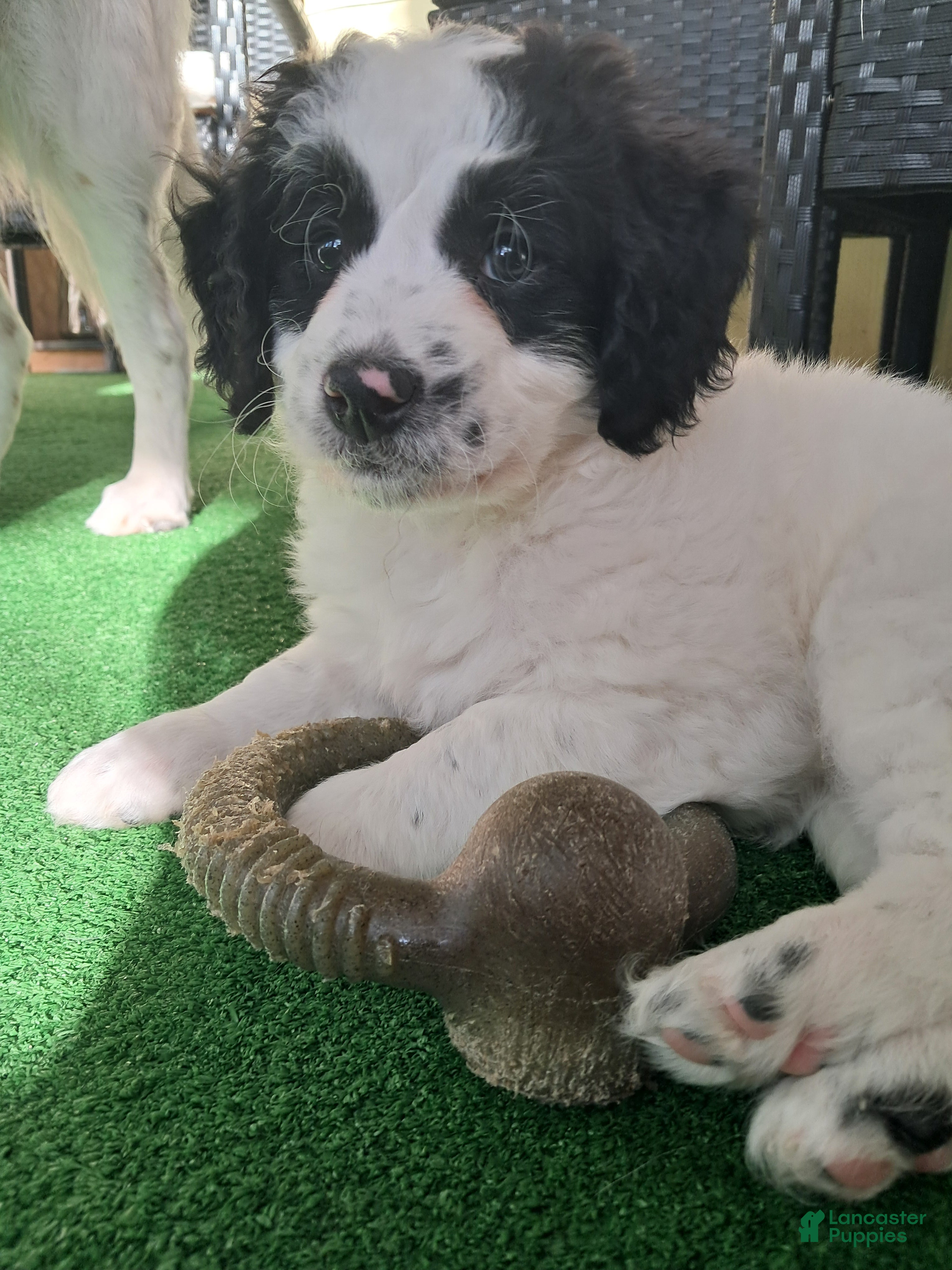 Double Doodle dogs Evie - Ad 2