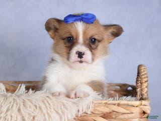 Welsh Corgi Pembroke dogs BO - Ad 4