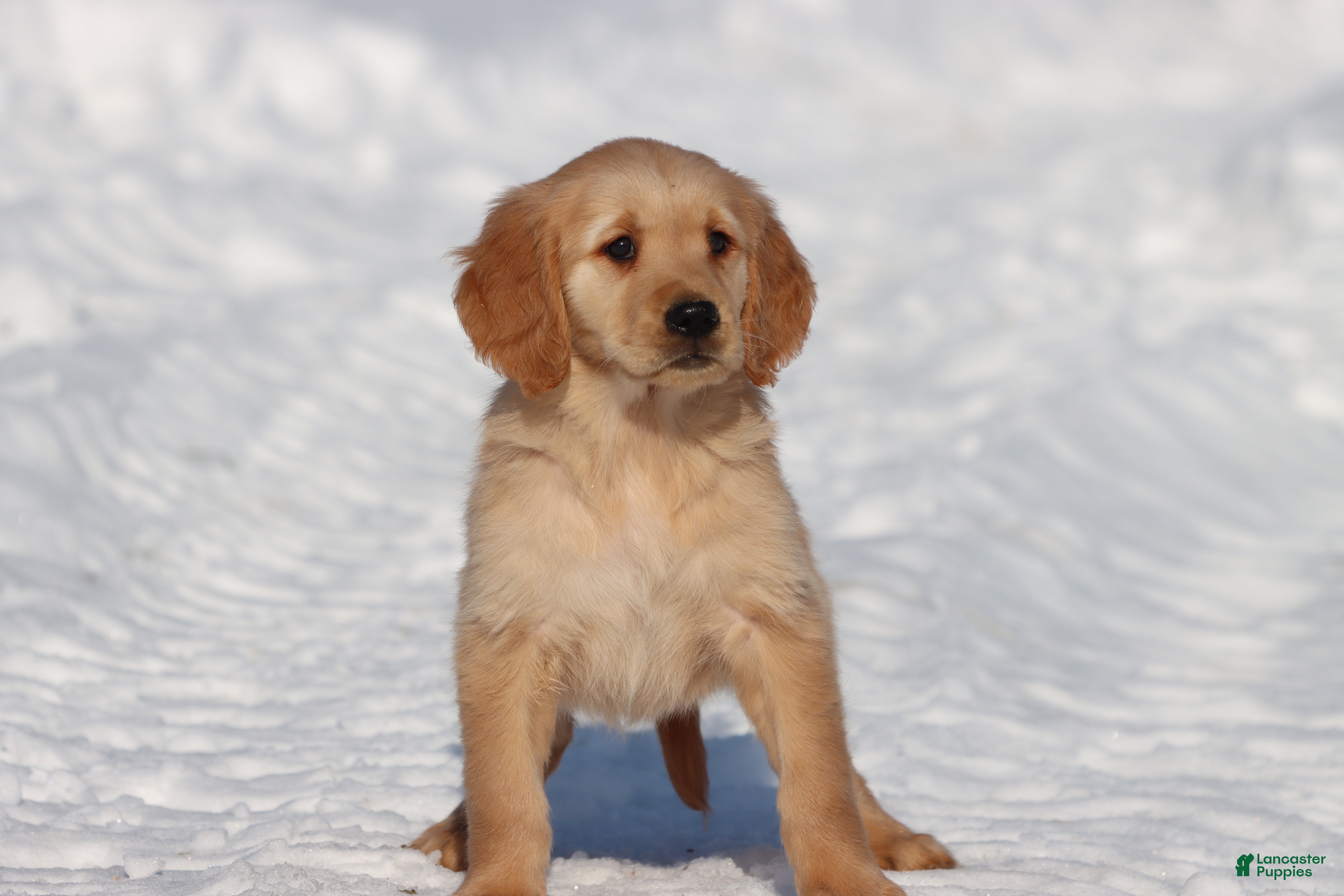Golden Retriever dogs Thelma Lou - Ad 32