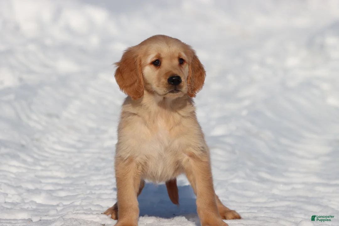 Golden Retriever dogs for sale: Thelma Lou - Ad 1