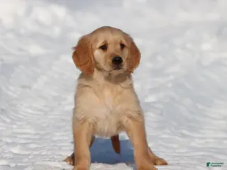 Golden Retriever dogs Thelma Lou - Ad 32