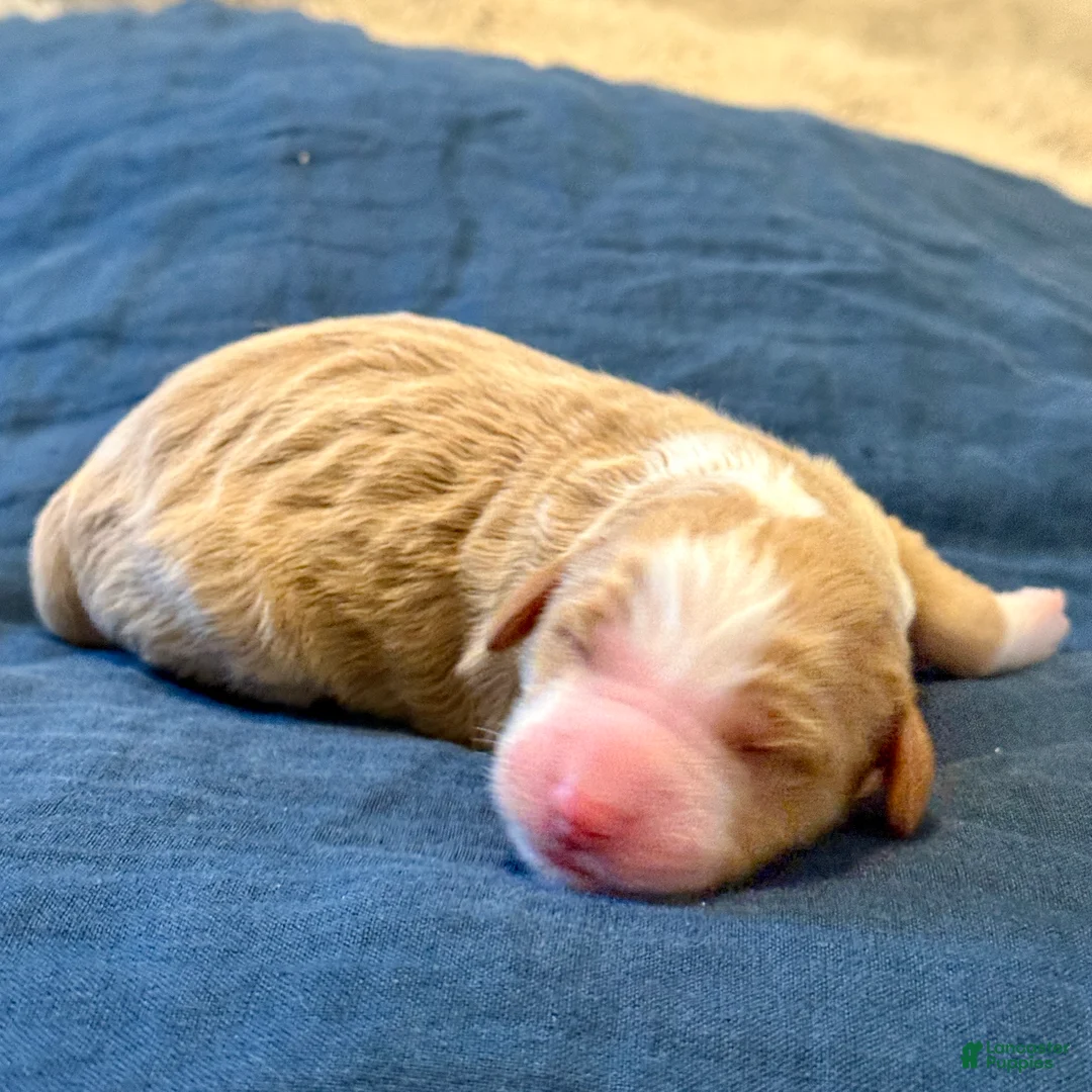 Bernedoodle dogs for sale: Chucky - Ad 1
