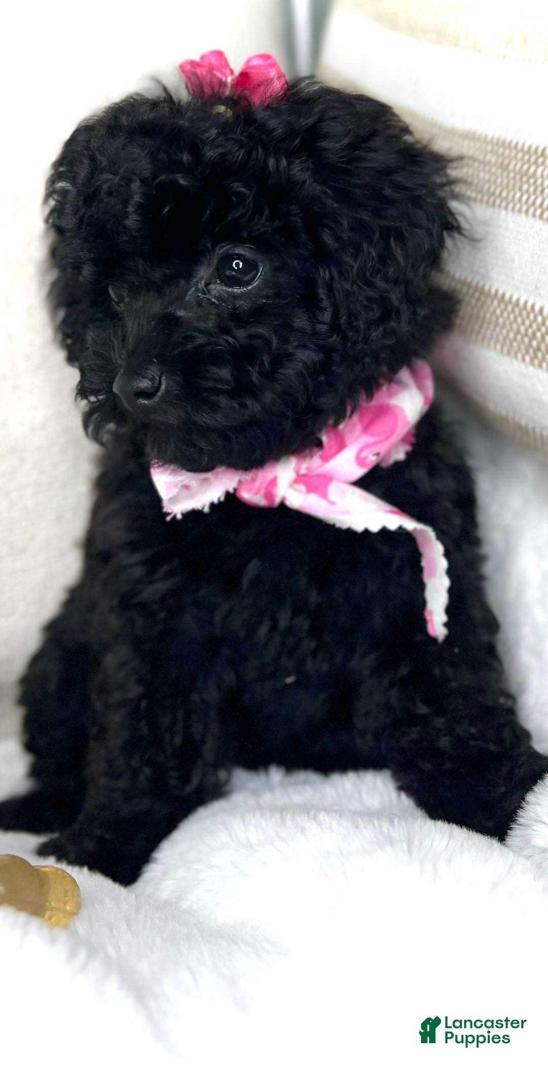 Toy Poodle dogs for sale: Toy Poodle Puppy 2 - Ad 27