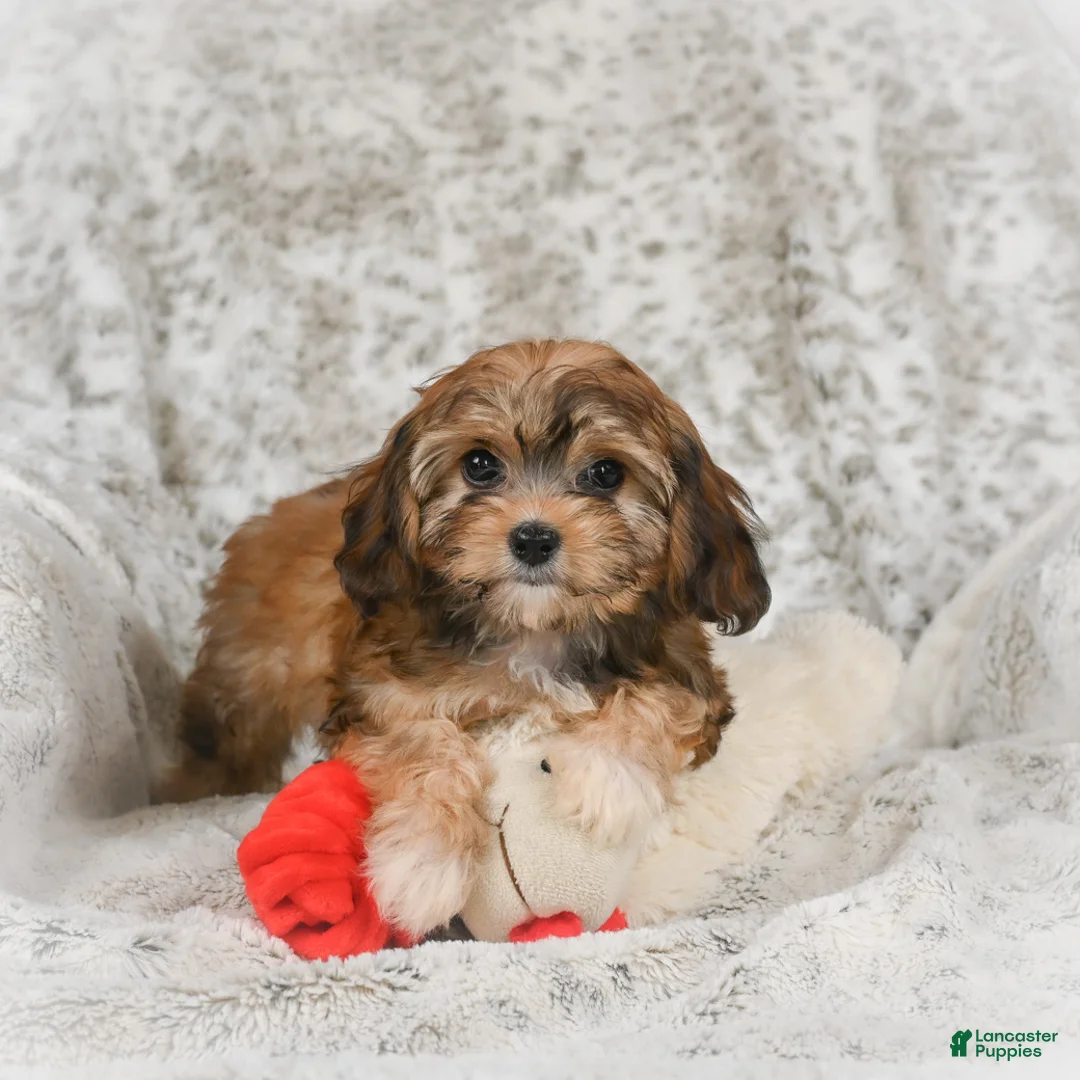 Havanese dogs for sale: Holly - Ad 4