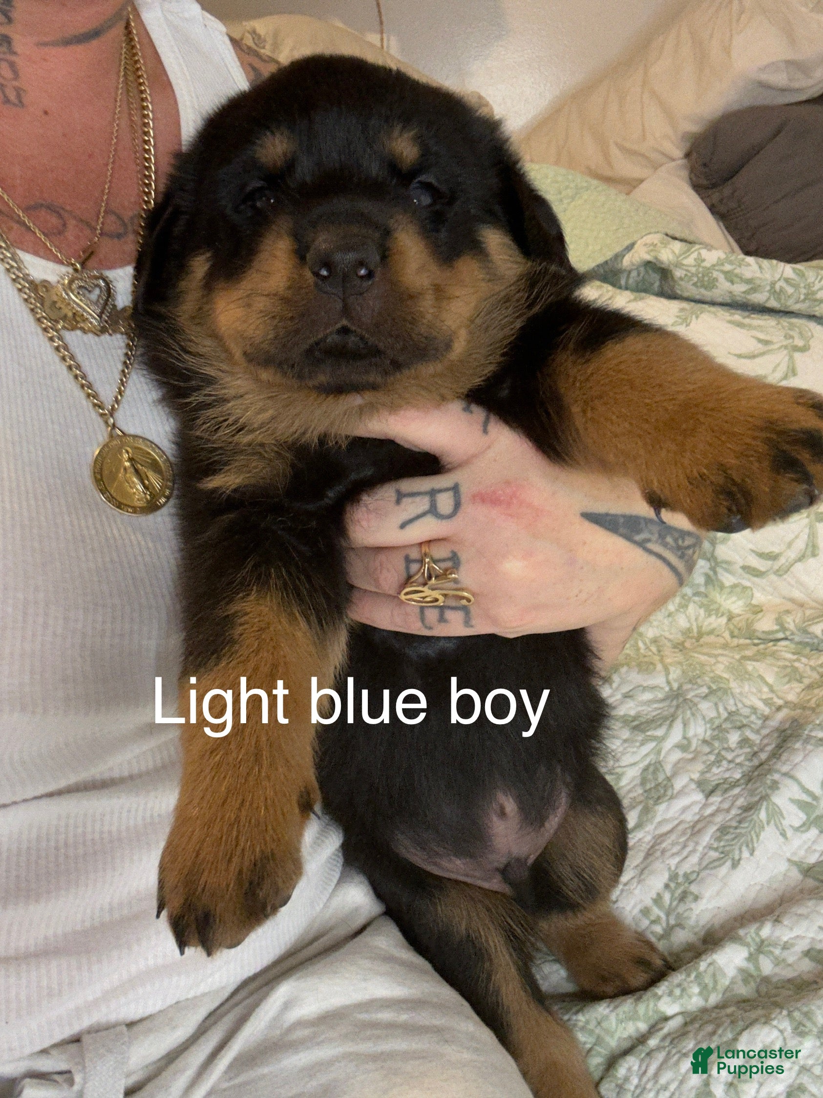 Rottweiler dogs Light blue male  - Ad 2