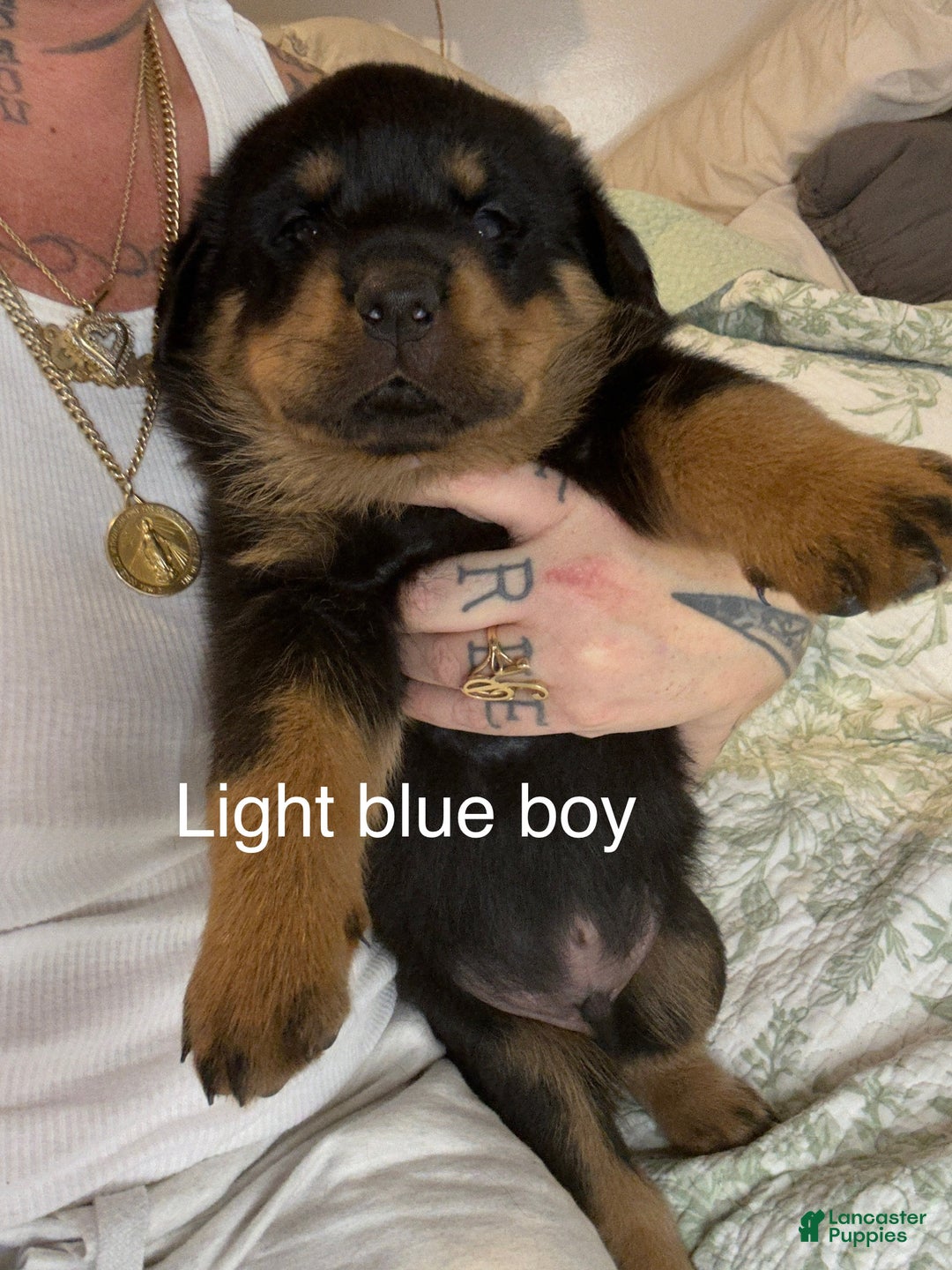 Rottweiler dogs for sale: Light blue male  - Ad 1