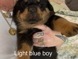 Rottweiler dogs Light blue male - Ad 2