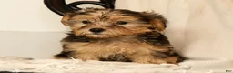 Yochon dogs for sale: Kaden - Ad 8