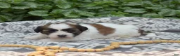 Teddy Bear dogs for sale: Cookie - Ad 6