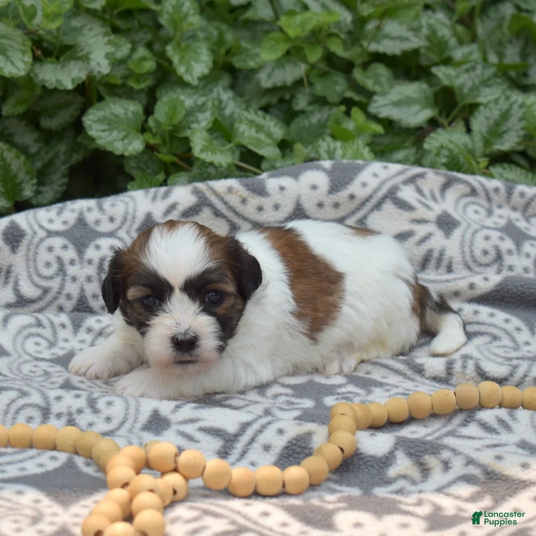 Teddy Bear dogs for sale: Cookie - Ad 6