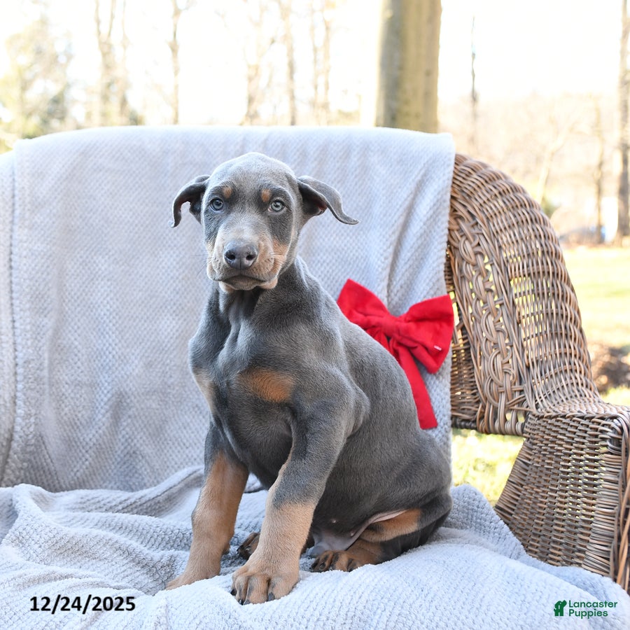 Doberman Pinscher dogs Little Blue - Ad 37