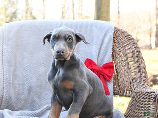 Doberman Pinscher dogs Little Blue - Ad 5