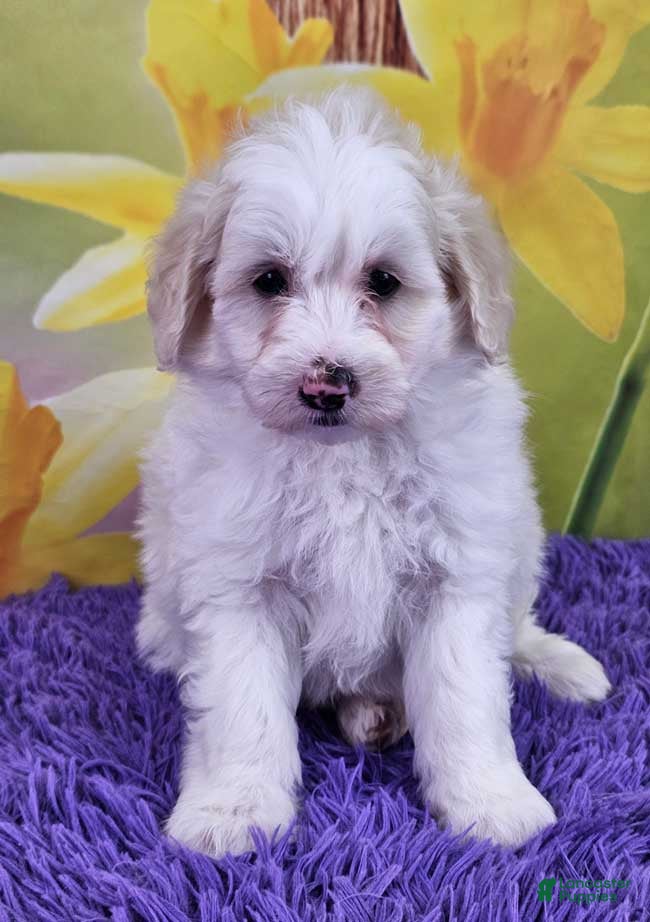 Mini Sheepadoodle dogs Tigger - Ad 14