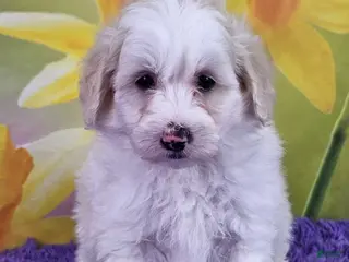 Mini Sheepadoodle dogs Tigger - Ad 20