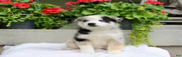 Mixed Breed dogs for sale: Leonard  - Ad 3