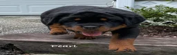 Rottweiler dogs for sale: Pearl - Ad 3