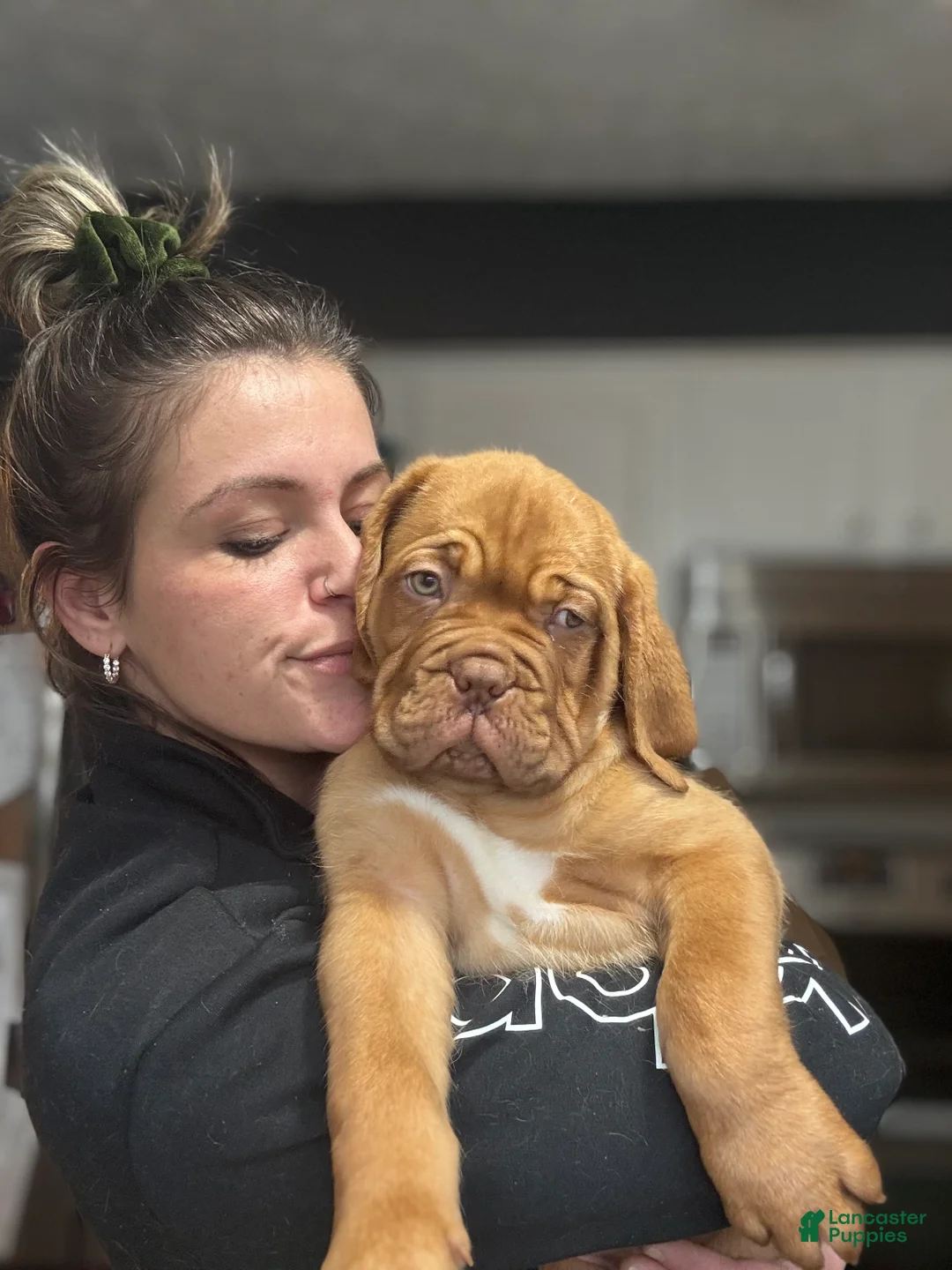 Dogue De Bordeaux dogs for sale: Dogue De Bordeaux Puppy  - Ad 4