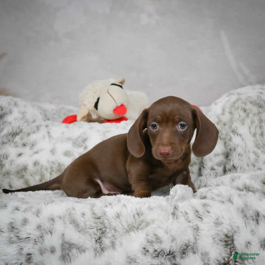 Miniature Dachshund dogs for sale: Hayes - Ad 3