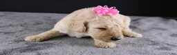 Standard Poodle dogs for sale: Dolly P - Ad 2