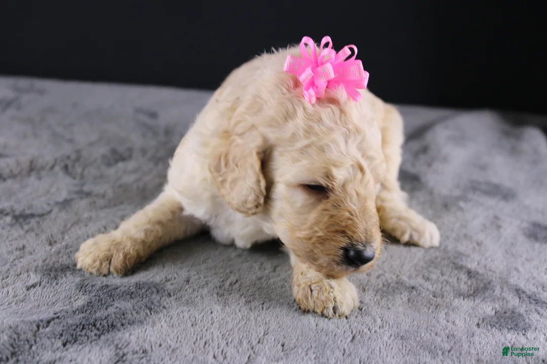 Standard Poodle dogs for sale: Dolly P - Ad 2