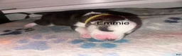 Siberian Husky dogs for sale: Emmie Ann - Ad 3