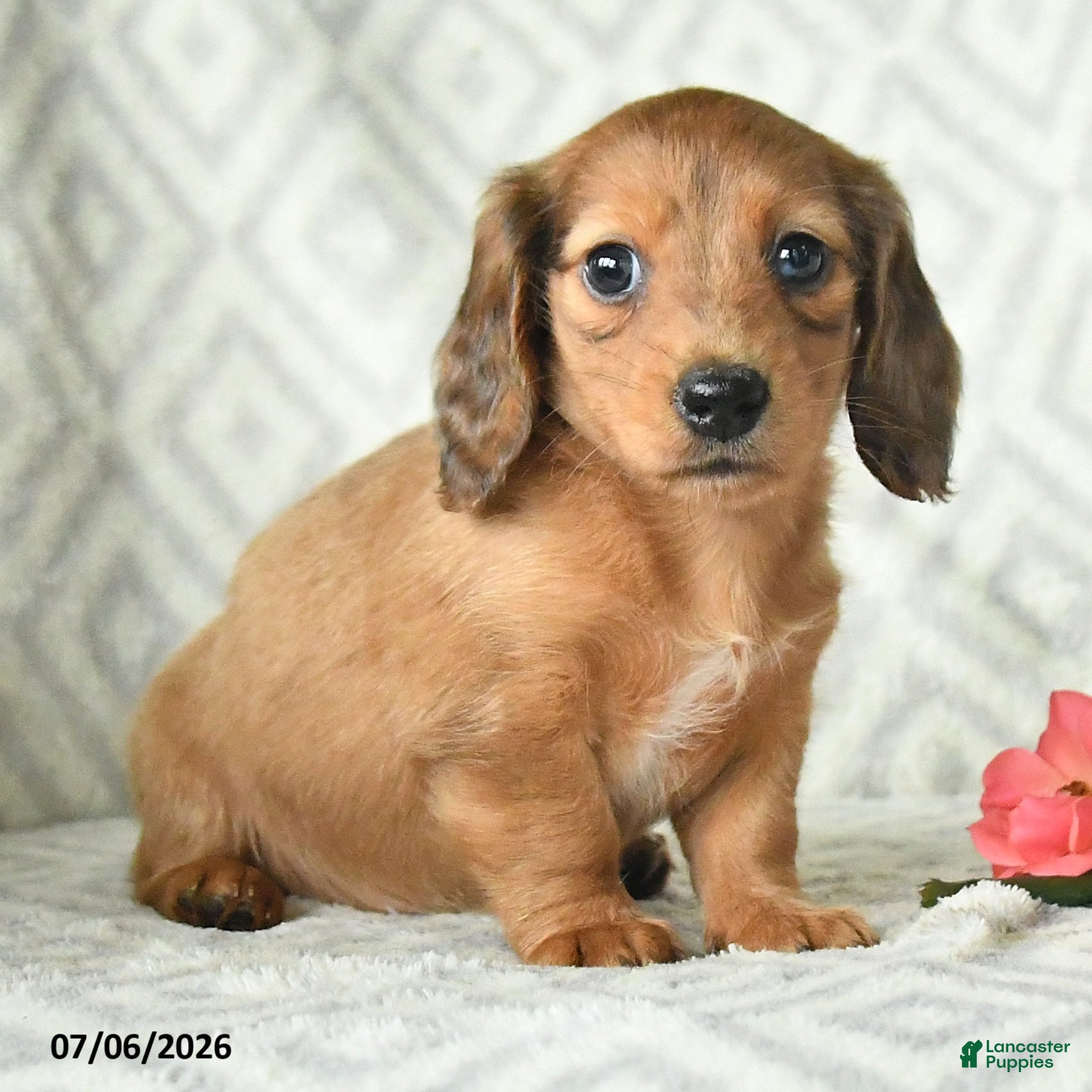 Dachshund dogs Blossem - Ad 2
