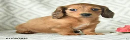 Dachshund dogs for sale: Blossem - Ad 2